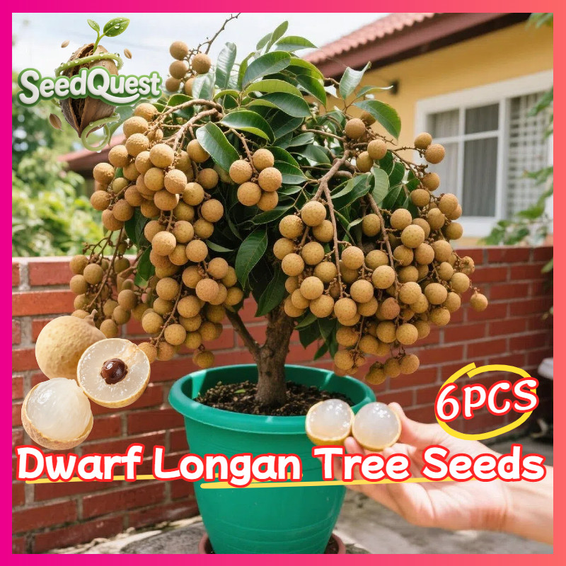 6pcs Dwarf Bonsai Longan Tree Plant Fruit Seeds Longan Fruit Bearing ...
