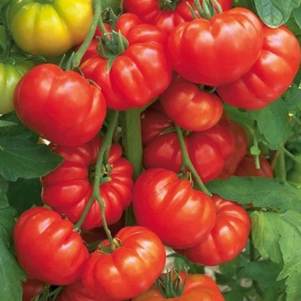 200seeds Beefsteak Tomato Heirloom Kamatis Vegetable Seeds-PEARL TOMATO ...
