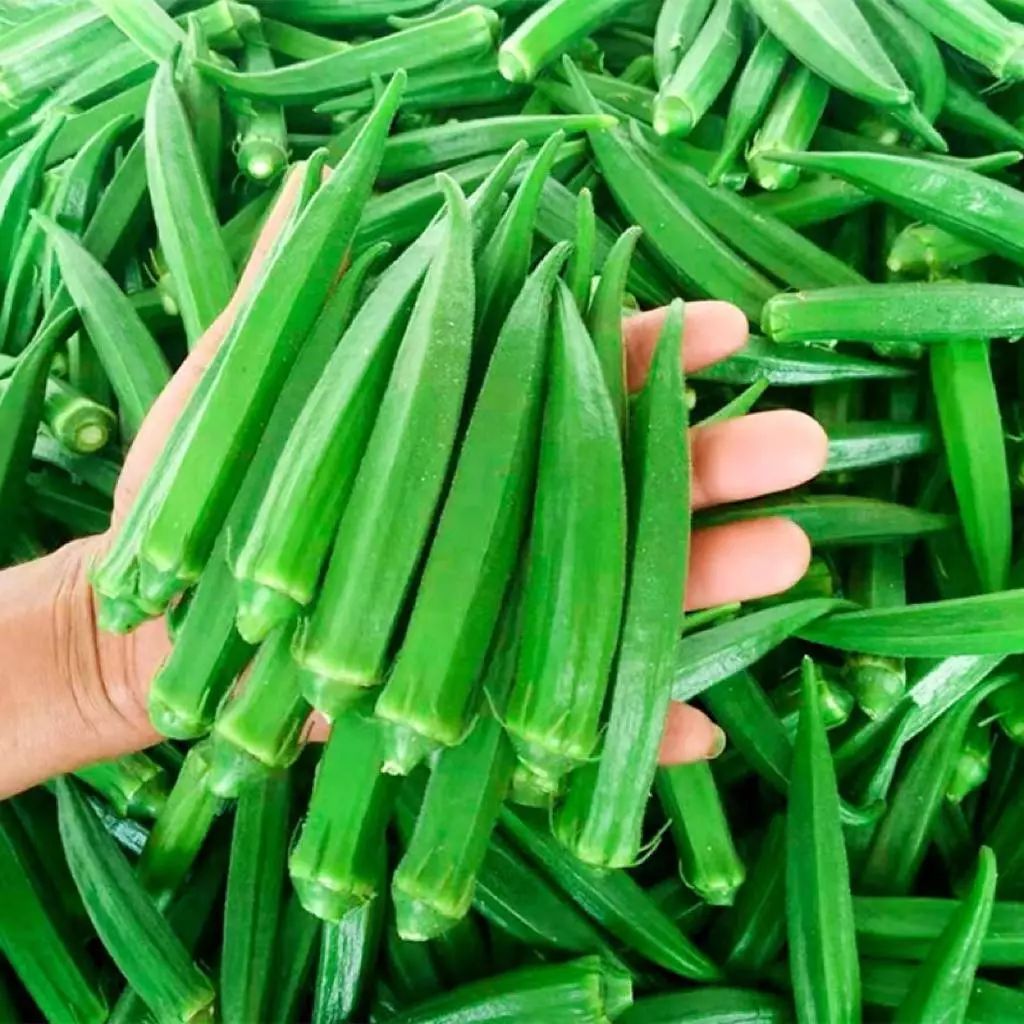Okra Seeds (50 seeds/pack) Smooth Green/HYBRID/HIGH YIELD F1 SEEDS ...