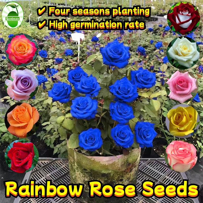 80pcs Assorted Rose Seeds for Sale Garden Decor Fragrant Flowering ...