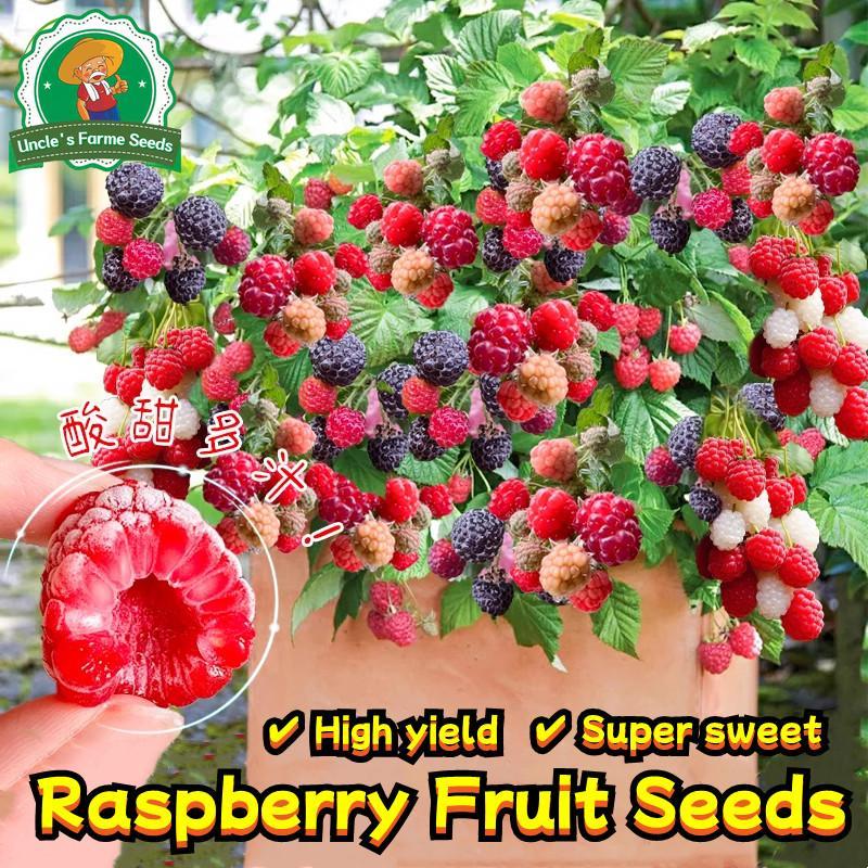100% Authentic Potted Dwarf Raspberry Seeds for Planting Fruits ( Fresh ...