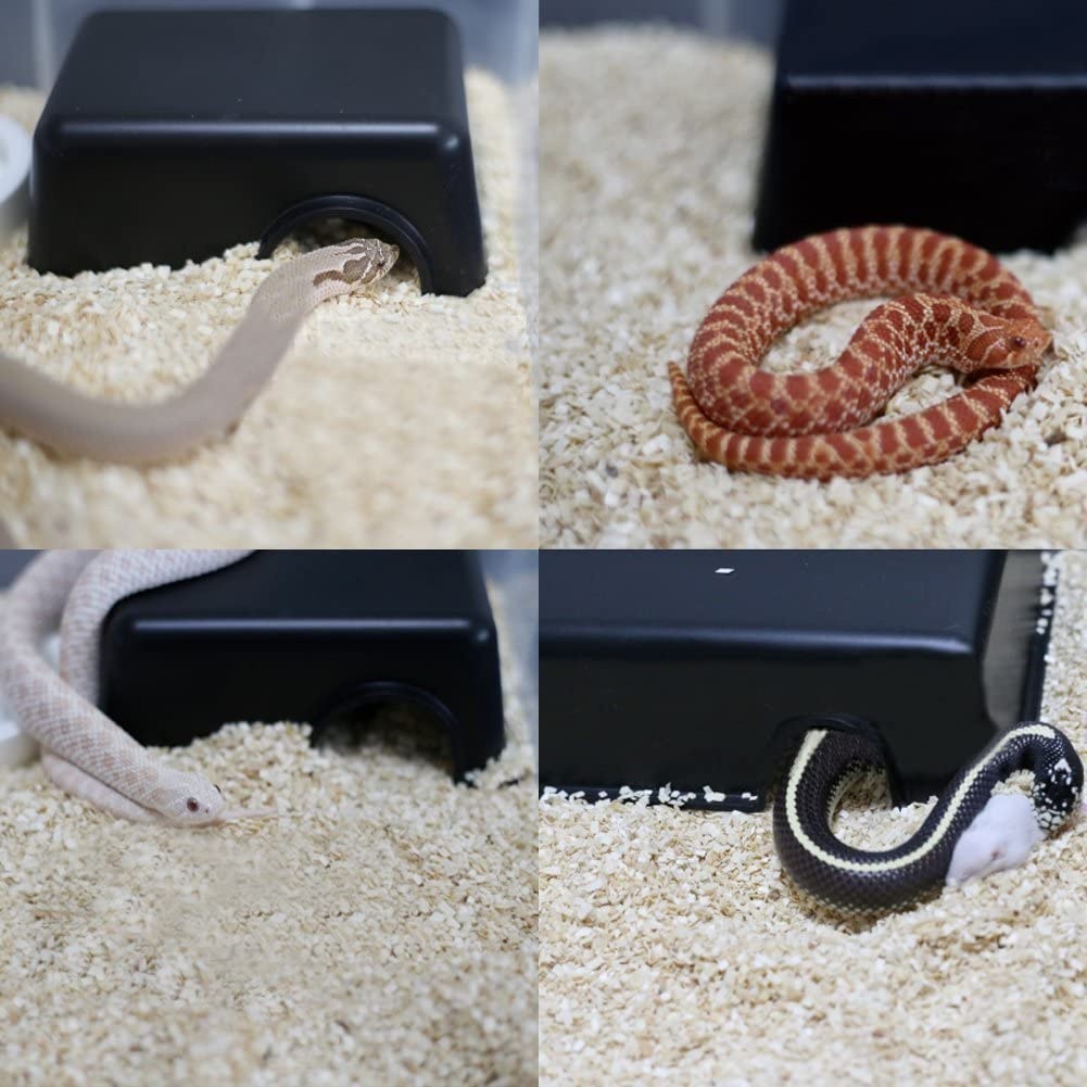 Shop ball python for Sale on Shopee Philippines