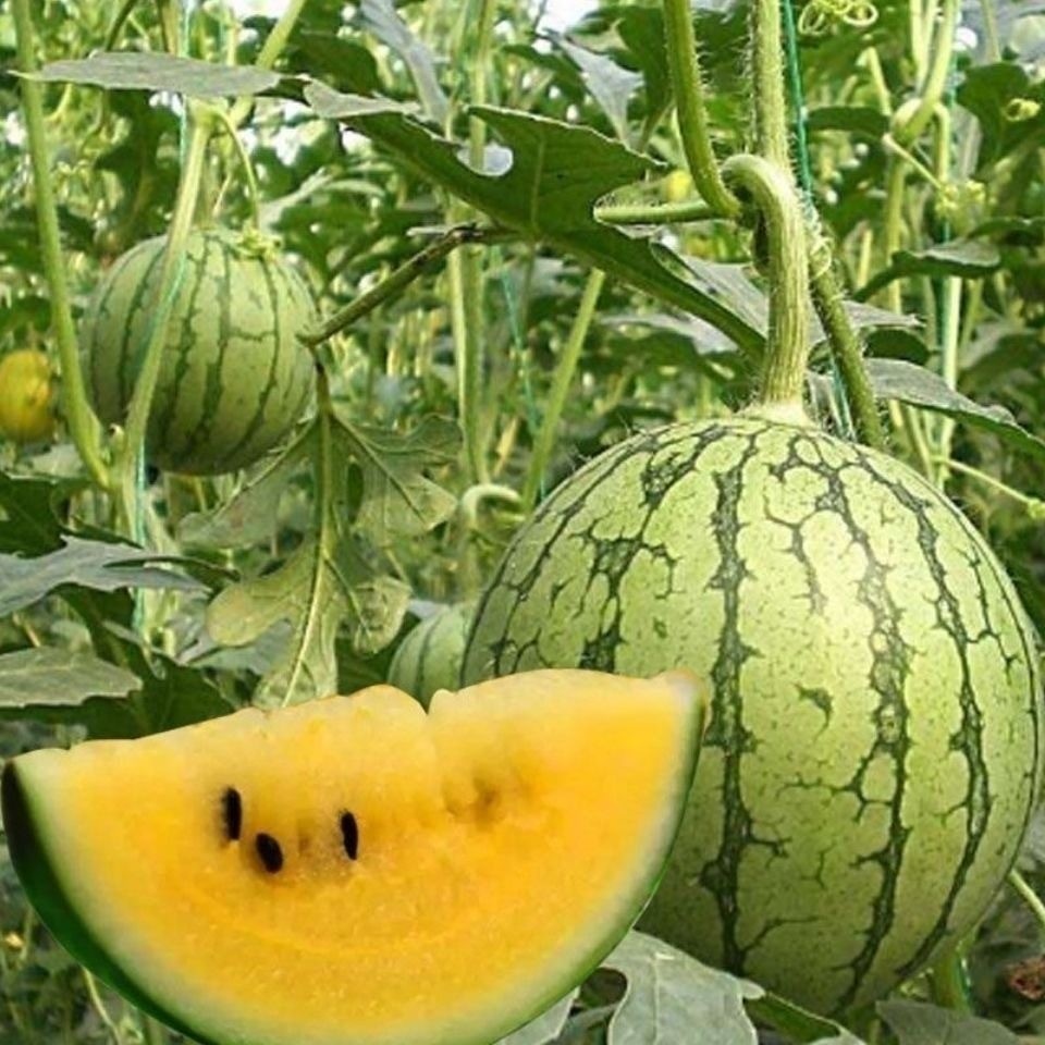 20PCS/PACK Yellow Watermelon Seeds -Super Sweet Juicy-Organic Fruit ...