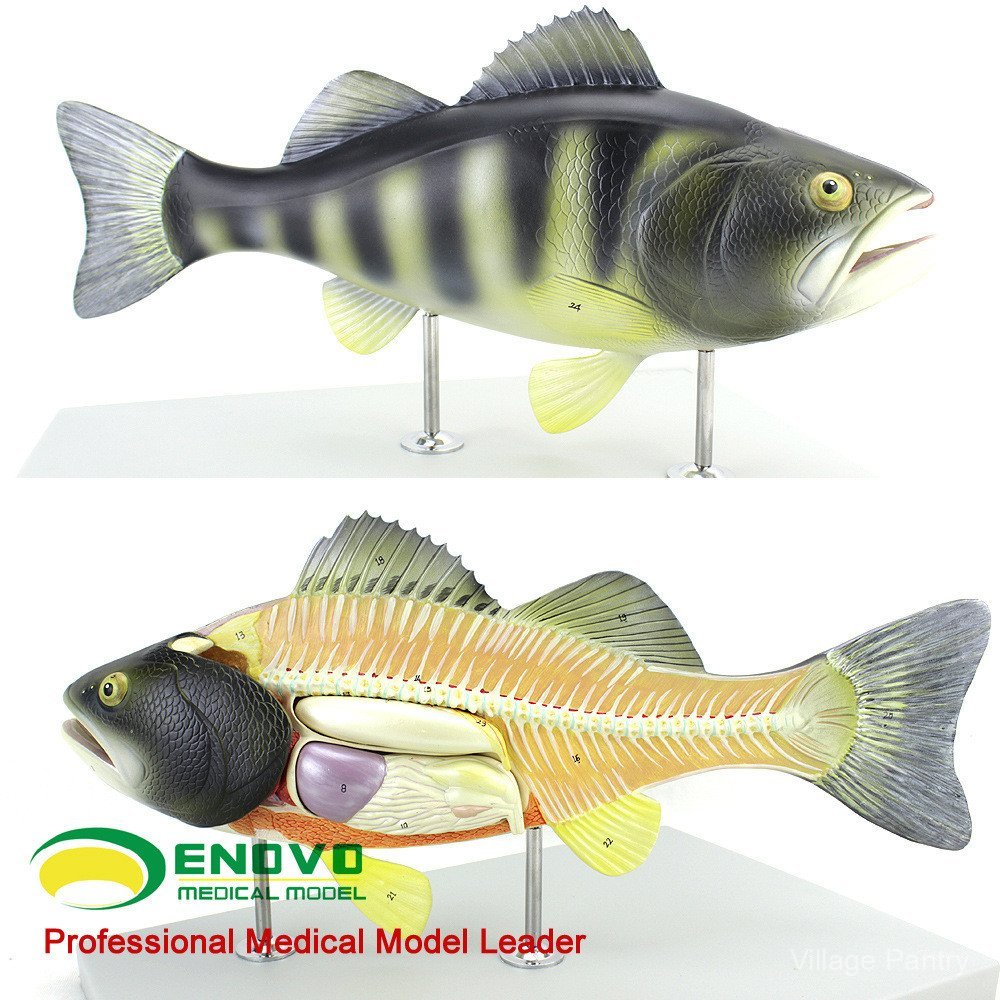 ENOVO Fish Anatomy Model Aquaculture Professional Scientific Teaching ...