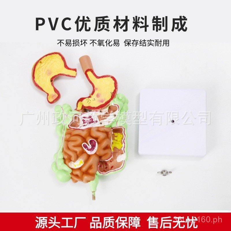 Human Digestive System Model Stomach Anatomy Colon Appendix rectum ...