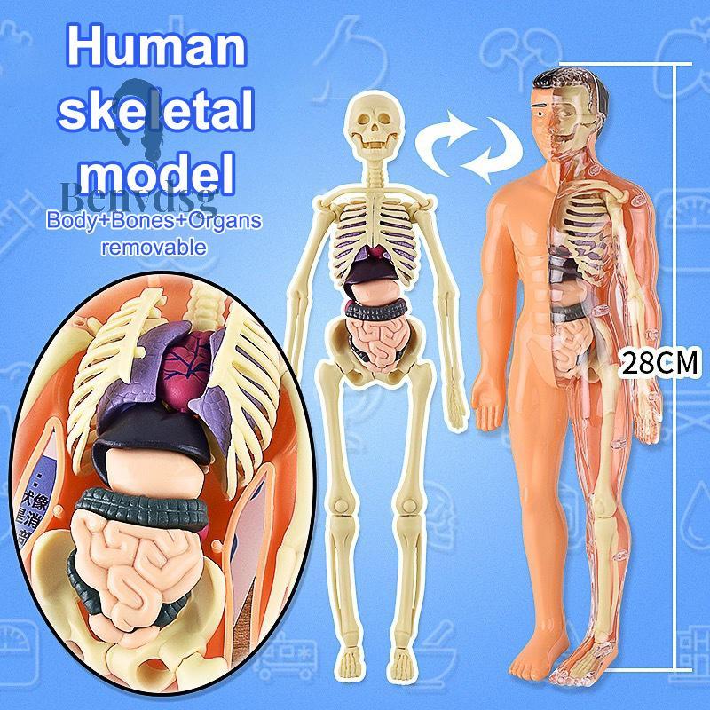 Benvdsg> 3D Human Skeleton Organ Anatomy Scientific Model Kit Kids Body ...