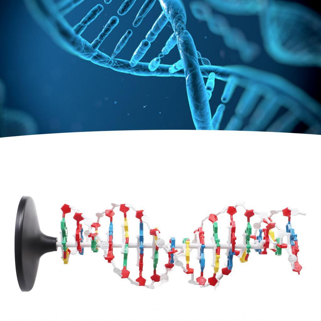 DNA Structure Model Double Helix Educational Plastic for Show | Shopee ...