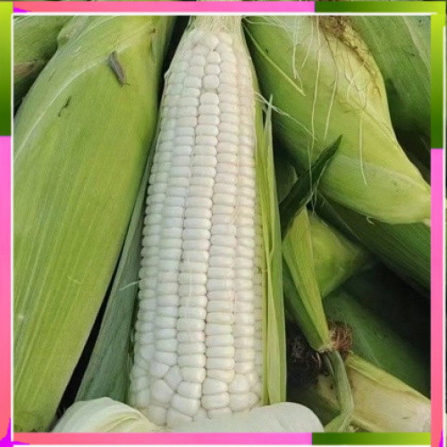 【Suitable for planting】Sweet Glutinous White Corn Seeds - (20seeds ...