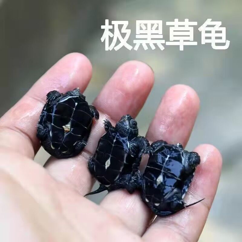 Ink Turtle Full Ink Miao Small Turtle All Black Belly Top Ink Grass ...