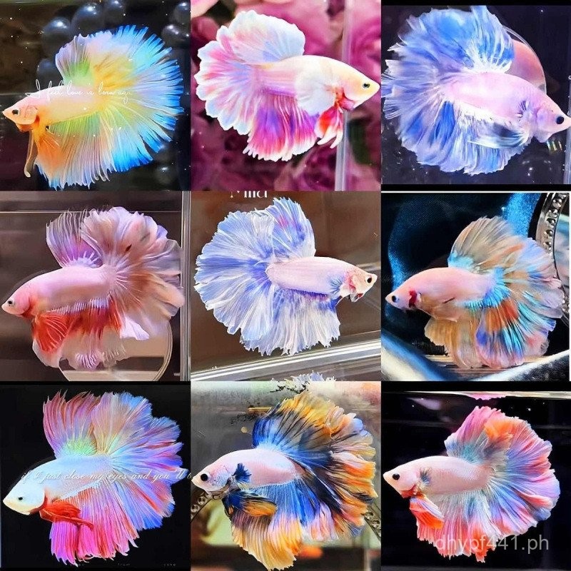 Live Factory Wedding Betta Fish Tail Desktop Extra Large Pet Half-Moon ...