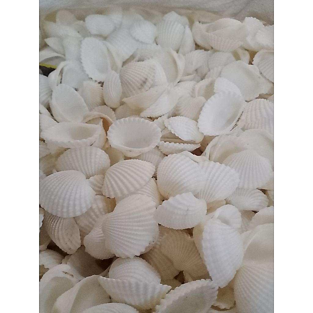 Shop kulot for Sale on Shopee Philippines