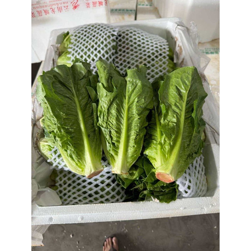 !!️Fresh Cos Lettuce | Shopee Philippines
