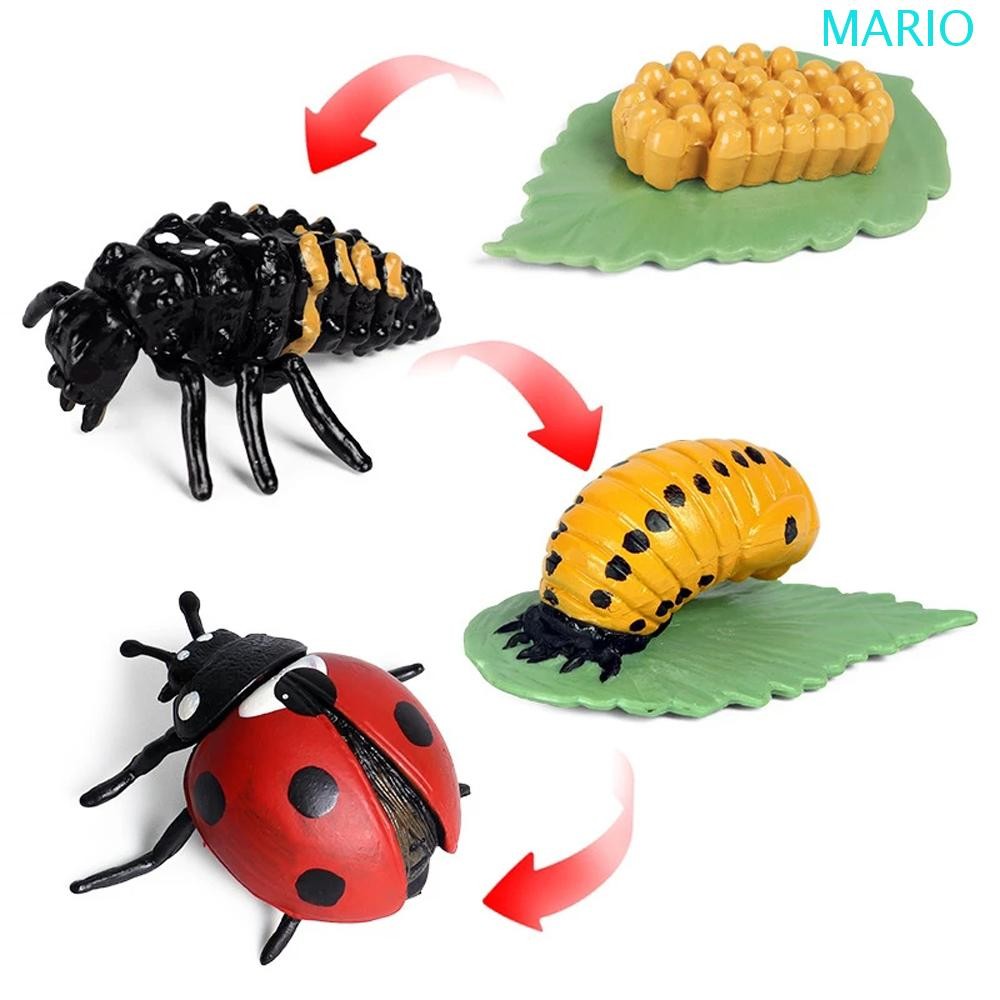 MARIO Growth Cycle Model Biology Educational Butterfly Growth Cycle ...