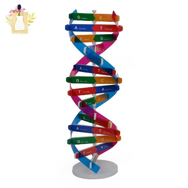 DIY Model Human DNA Model DNA Model Decorative Genetic Model DNA ...