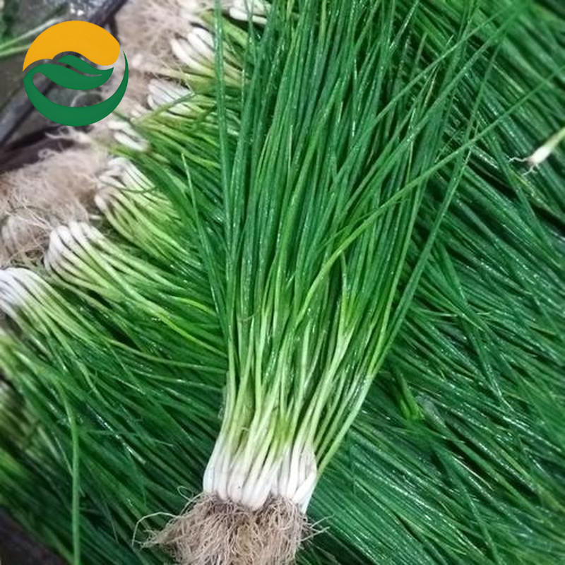 (1000 seeds) dahong ng sibuyas seeds - bunching onio/ Spring Onion Seed ...