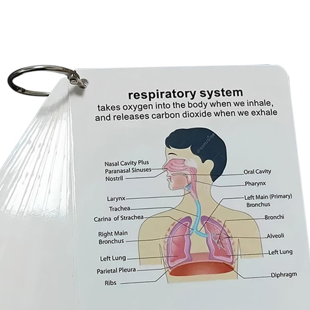 Anatomy and Physiology Flash Cards 1 Set Human Body System Anatomy Card ...