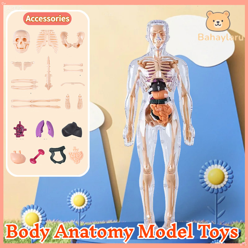 Human Body Anatomy Model Toys 3D Skeleton Simulation Human Bone ...
