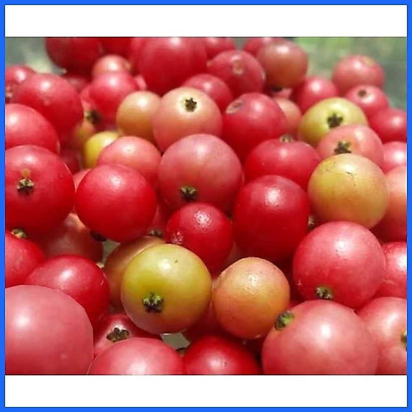 Shop aratilis for Sale on Shopee Philippines