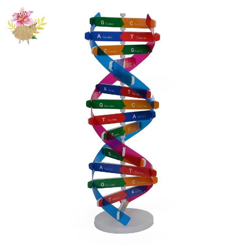 DIY Model Human DNA Model DNA Model Decorative Genetic Model DNA ...