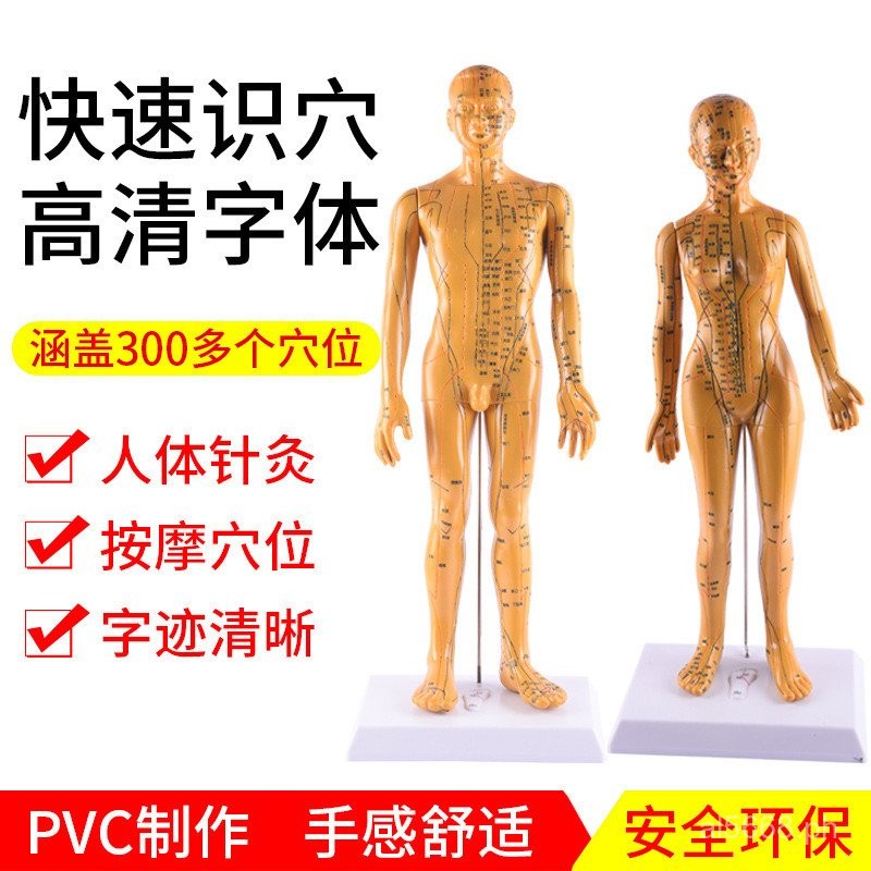 Model Meridian Model Acupoint Model Traditional Chinese Medicine Bronze ...