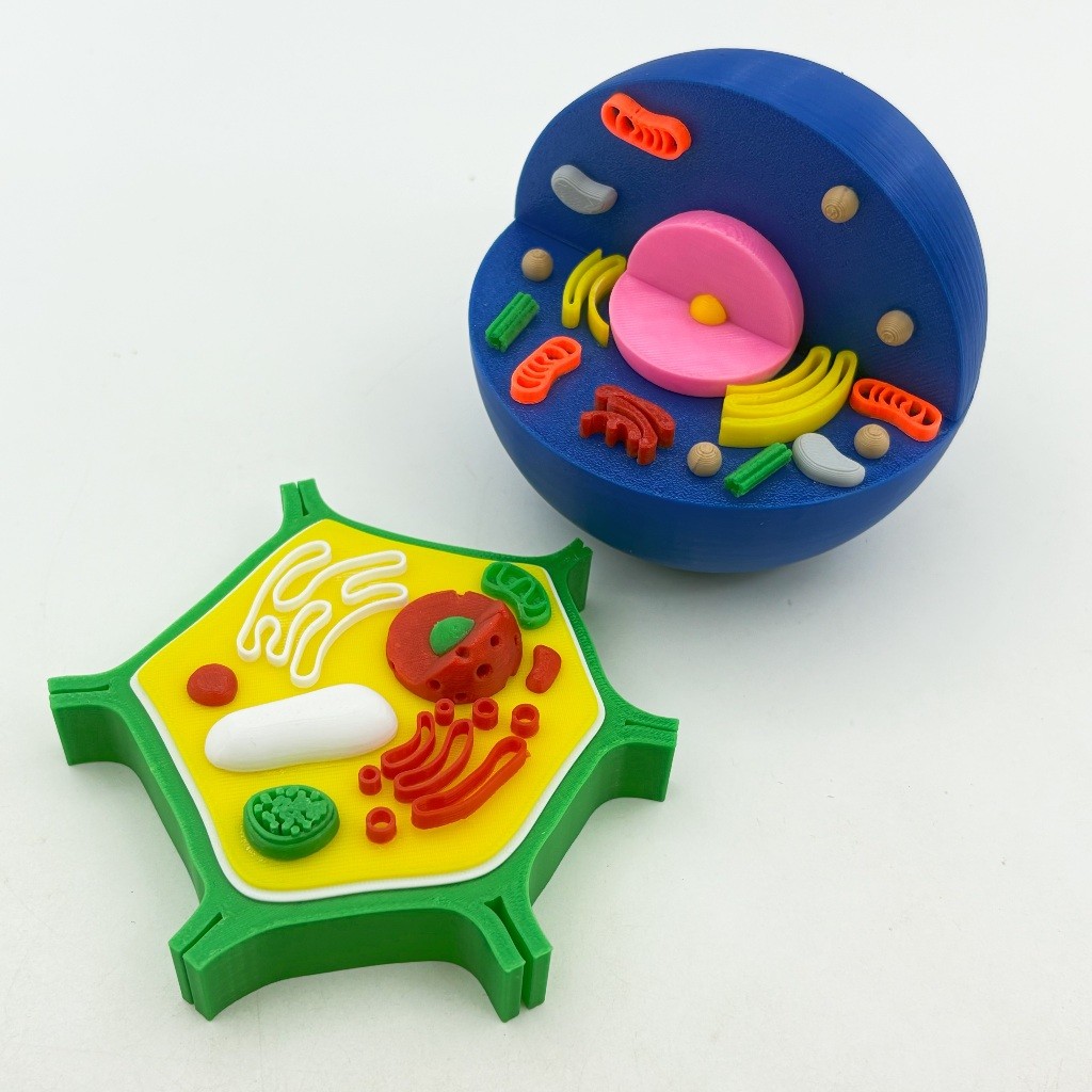 3D Printed Toys Animals Plant Cells Cell Models Ornaments Children ...
