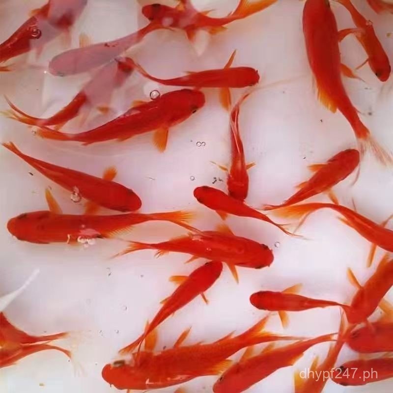 Jinju Goldfish Grass Goldfish Coldwater Fish Small Fish Small Red Live ...