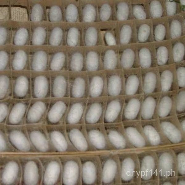Fresh Silkworm Baby Leaf Cluster Net Silkworm Rearing and Silk ...