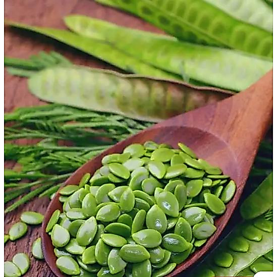 Ipil Ipil or Leucaena Leucocephala Seeds (Raw or Dried) (50 seeds ) for ...
