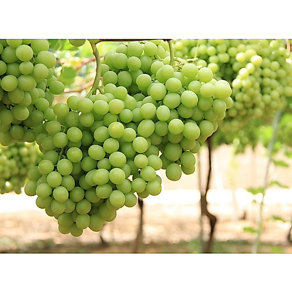 Grape Cuttings Brazilian hybrid White Muscat of Alexandria Black Ribier ...