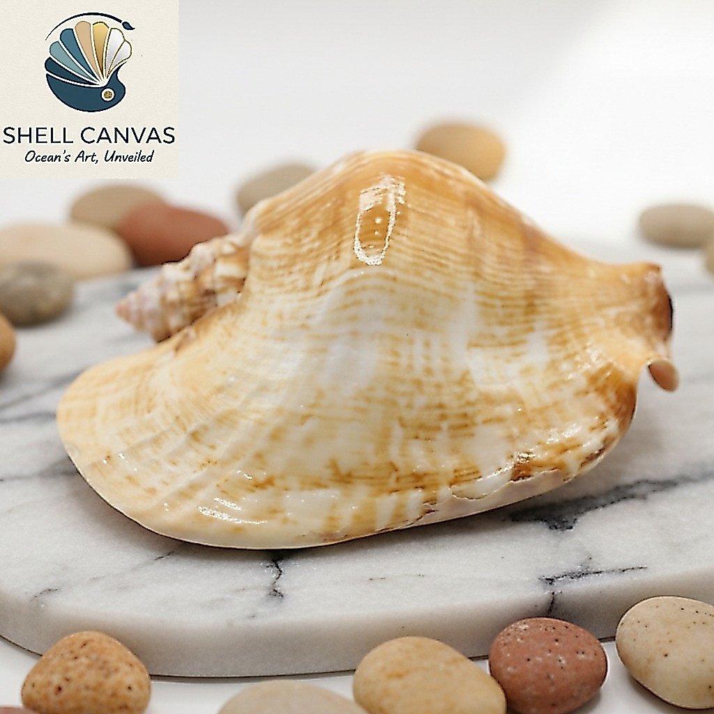 snail shell - Best Prices and Online Promos - Sept 2026 | Shopee ...