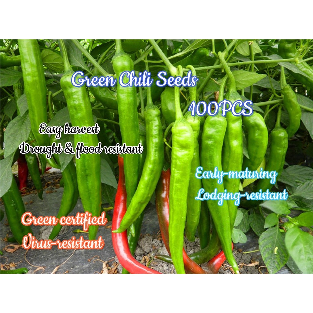 100 Seeds/pack SILI PANIGANG / Siling Haba / Hot Pepper Green Vegetable ...