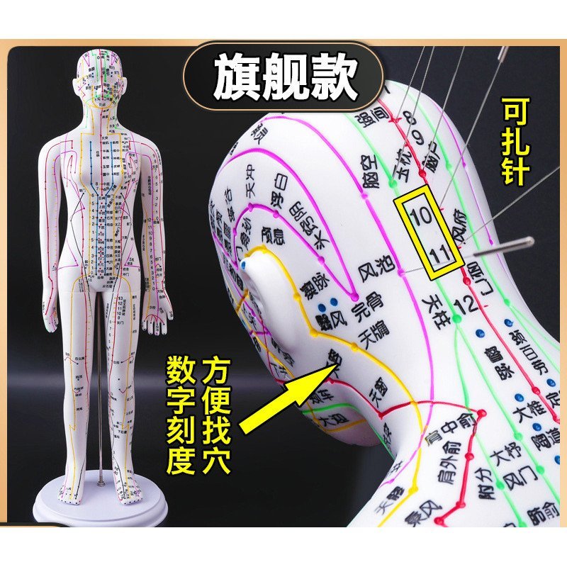 Mannequin Human Model Can Be Used as Traditional Chinese Medicine Model ...