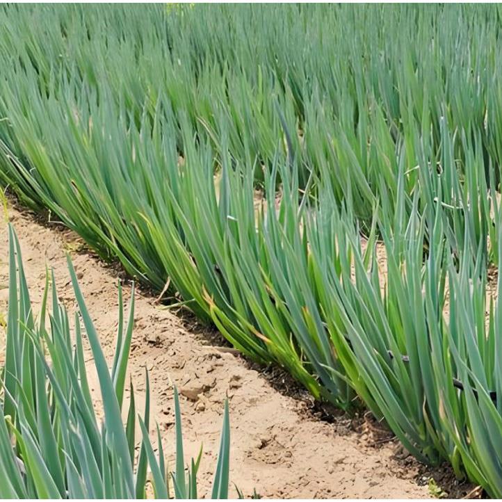 Giant Green Onion Seed（500seeds/pack)BIG GREEN/HYBRID(Scallions/Spring ...