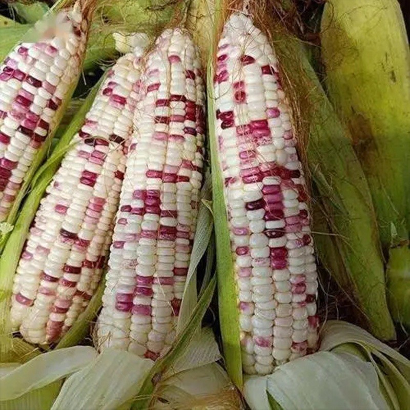 Sweet Glutinous Bi-color Corn Seeds (High Yield，20 seeds) | Shopee ...