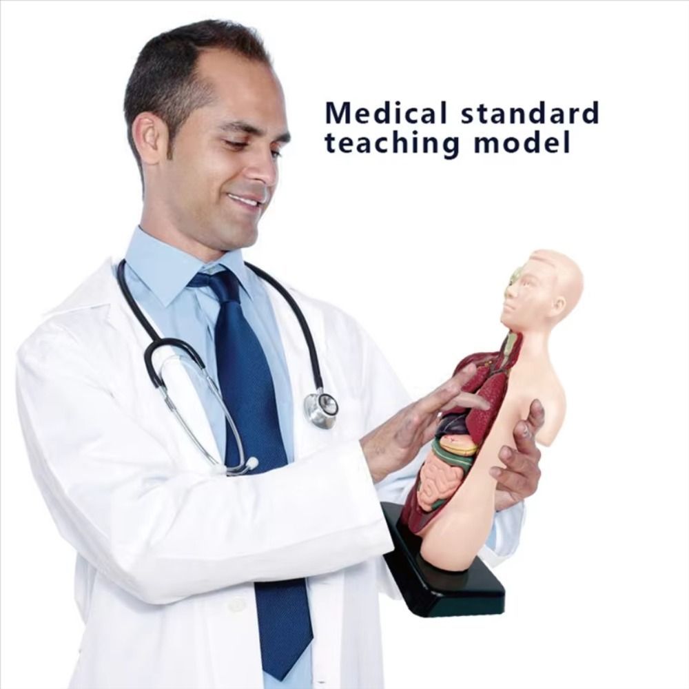BACK2LIFEK Human Torso Anatomy Model, Plastics Montessori Human Body ...