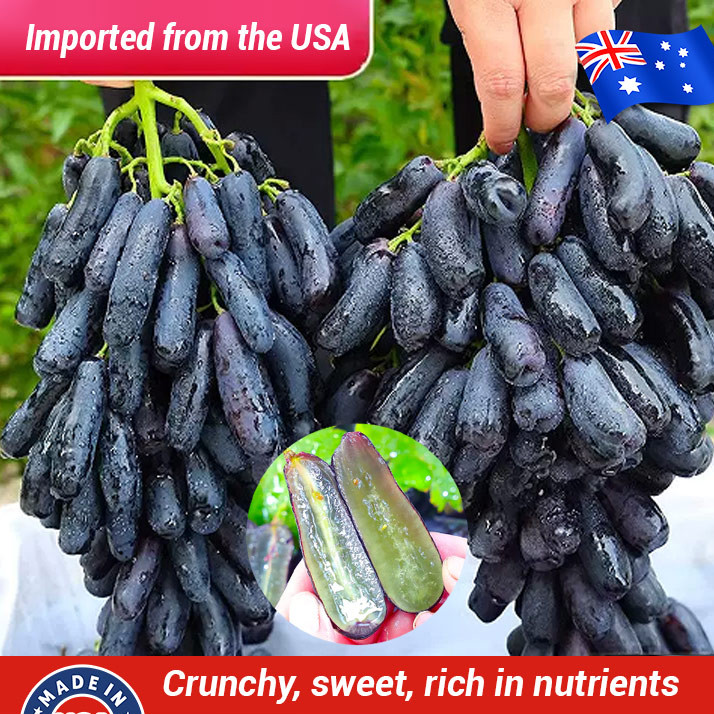Grape Potted Plants Sapphire Peak Grape Fruit Raisin Red Raisin Fruit ...