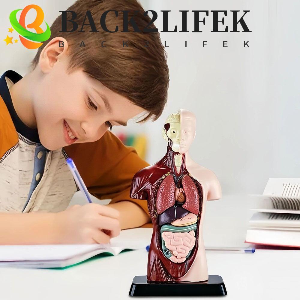BACK2LIFEK Human Torso Anatomy Model, Plastics Montessori Human Body ...