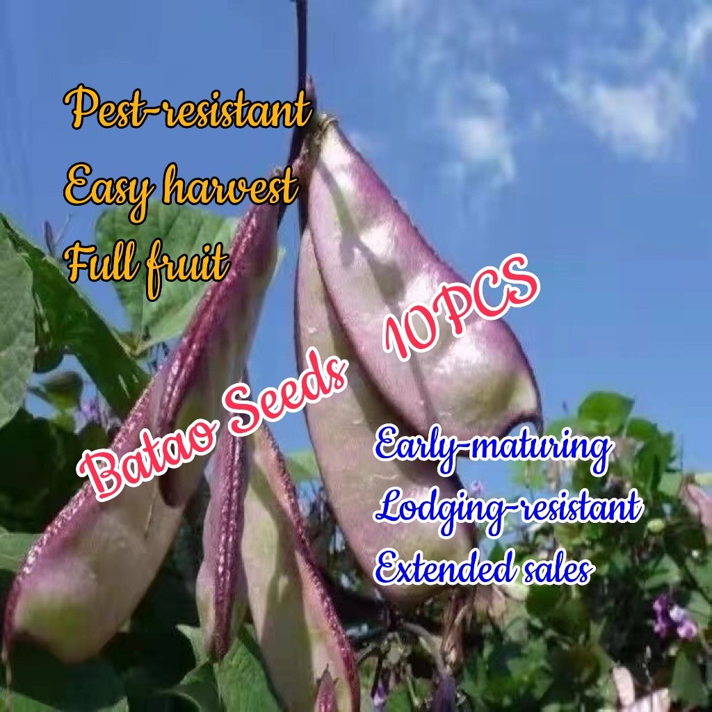 Shop bataw vegetable for Sale on Shopee Philippines
