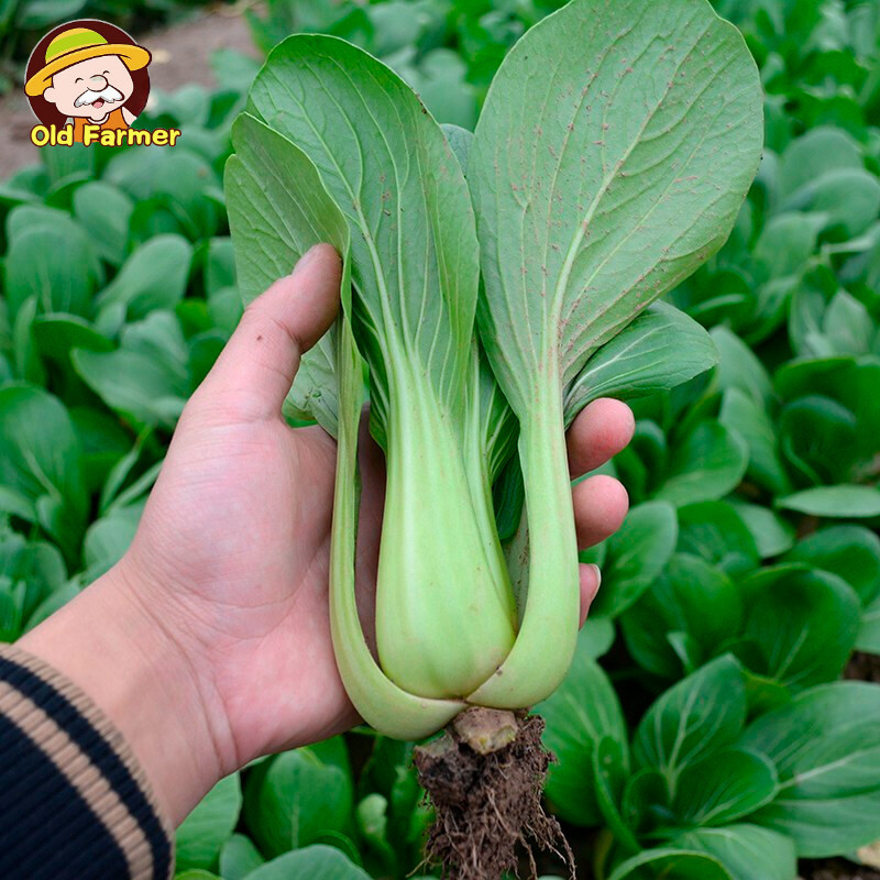 500pcs Green Pakchoi Seeds Chinese Pechay Seeds for Planting Vegetable ...