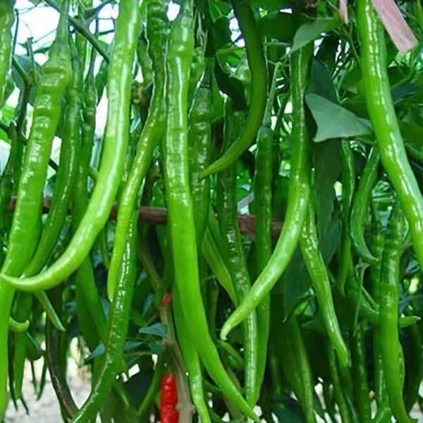100Pcs Seeds/pack Green Super Long Chilli Seed Organic Vegetable Long ...