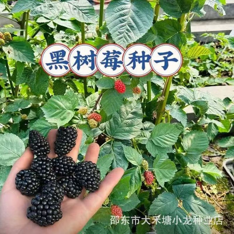 Ready Stock Quick Shipment Black Raspberry Seeds Dewberry Raspberry ...