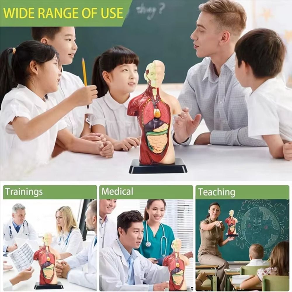 BACK2LIFEK Human Torso Anatomy Model, Plastics Montessori Human Body ...