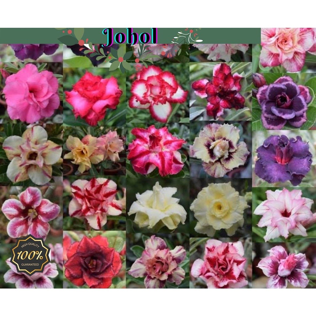 100seeds/pack Mix Adenium Obesum Double-Petals Home Outdoor High ...