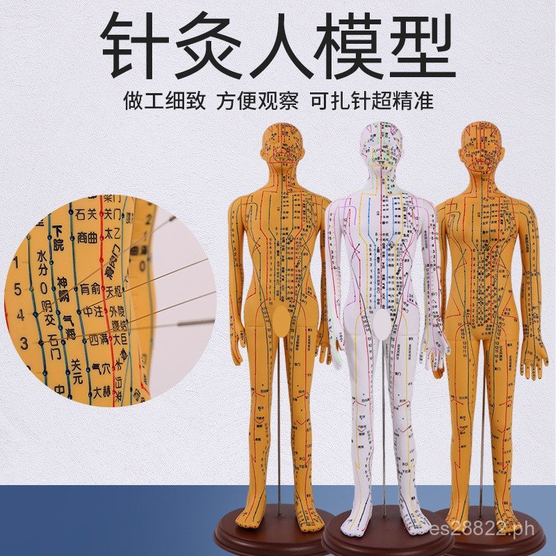 Traditional Chinese Medicine Ultra-Clear Model52CM Model Model Human ...