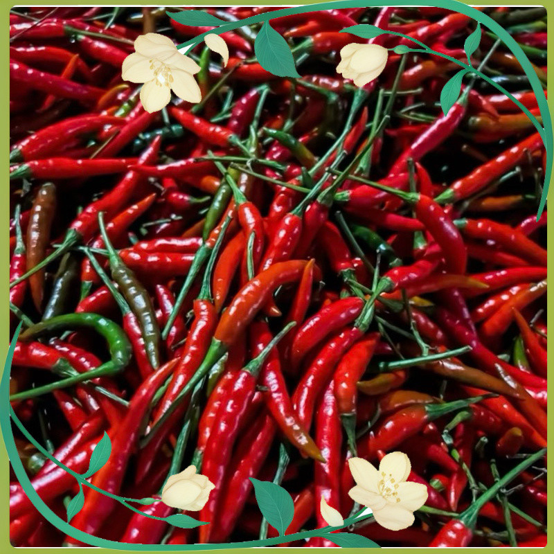 Quick Germination Fresh Hybrid siling Labuyo/ Chili seeds ( 100 seeds ...