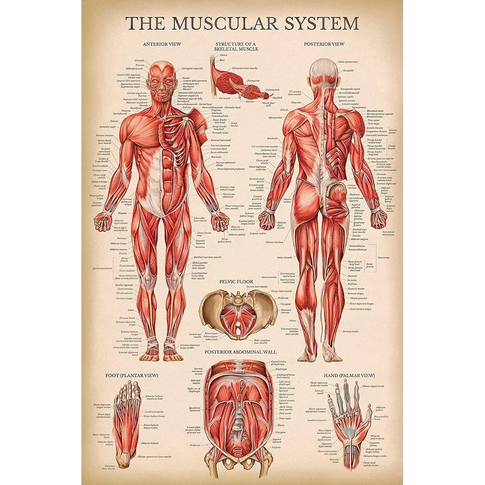 Vintage Muscular System Anatomical Chart Human Muscle Anatomy Poster ...