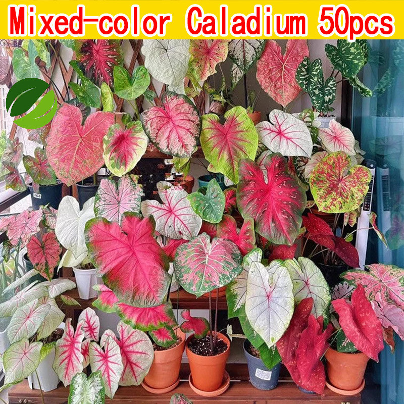 50Pcs Premium Mixed Color Caladium Seeds – Shaded Garden & Indoor ...