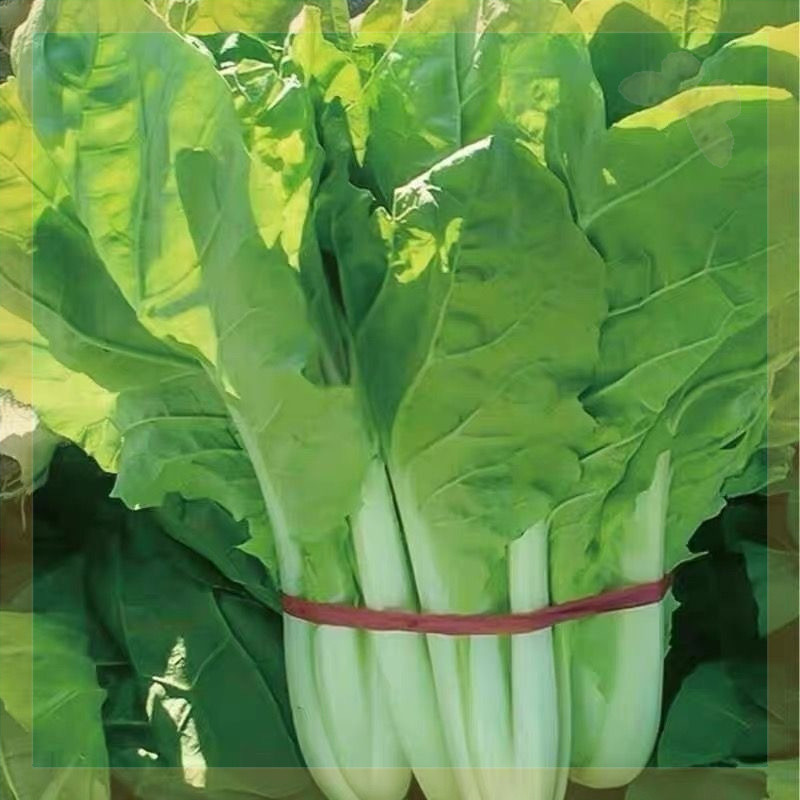 (500 SEEDS) PECHAY PAVITO SEEDS HYBRID/EASY TO GROW High yield Beginner ...