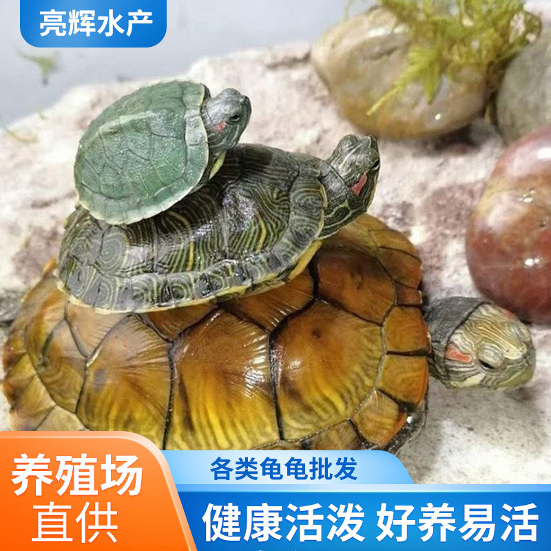 Luci Little Turtle Living Little Brazilian Turtle Seedling Living Green ...