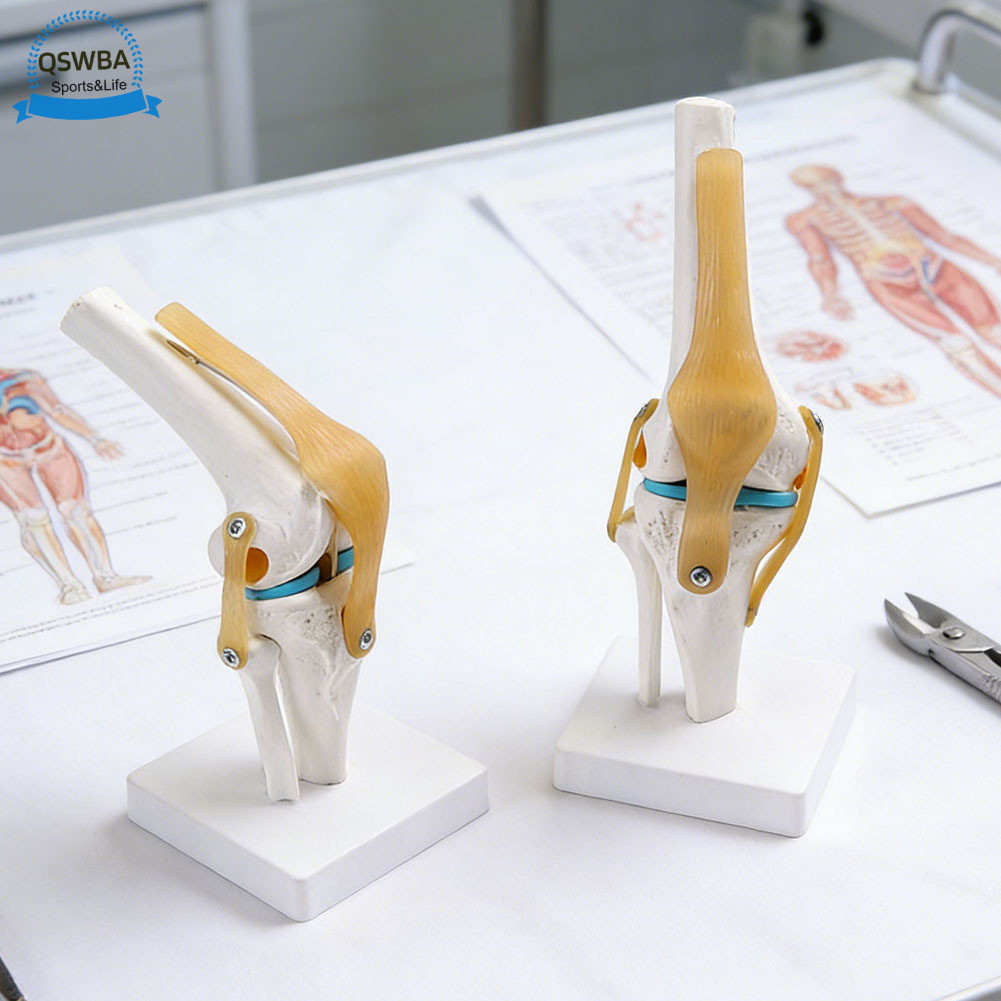 Physical Therapy Human Knee Structure Model Enhance Patient ...